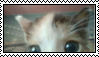 tiny goopy baby kitten