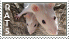 rat